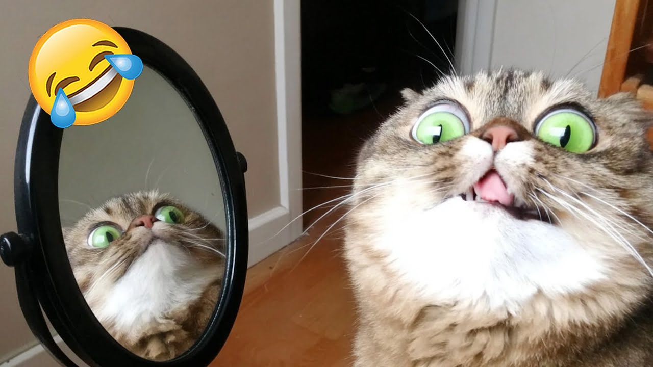 Katzen Und Hunde Machen Uns Alle Lachen 🤣 | Versuch Nicht Zu Lachen