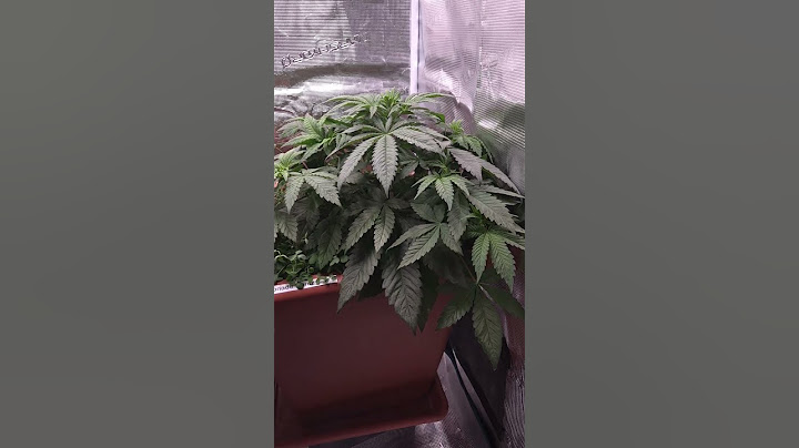 🔥 Blütephase gestartet & Entblätterung-Time! 🌿✂️