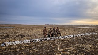 Insane Spring Snow Goose Hunt 315