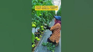 tehnik agar tanaman tomat berbuah lebat#shorts #kreatif