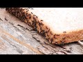 Ants and bread insects behavior garden nature