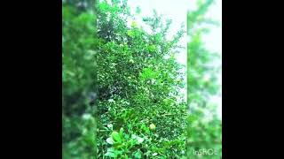 New Instagram Whatsapp Shorts Xml File