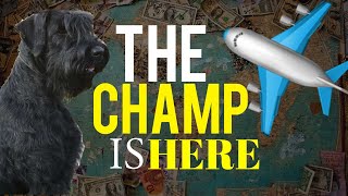 Importing A Dog From Russia: Giant Schnauzer Adult | Champion #GiantSchnauzer