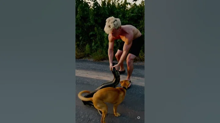 Real-Life Hero: Man Rescues Dog from Massive Snake Attack - #shortvideo #snake #heroic