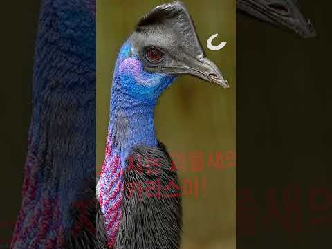 [정지섭의 <strong>수요동물원</strong>] 불을 먹는 괴물새(?) 출현에 인간들은 혼비백산