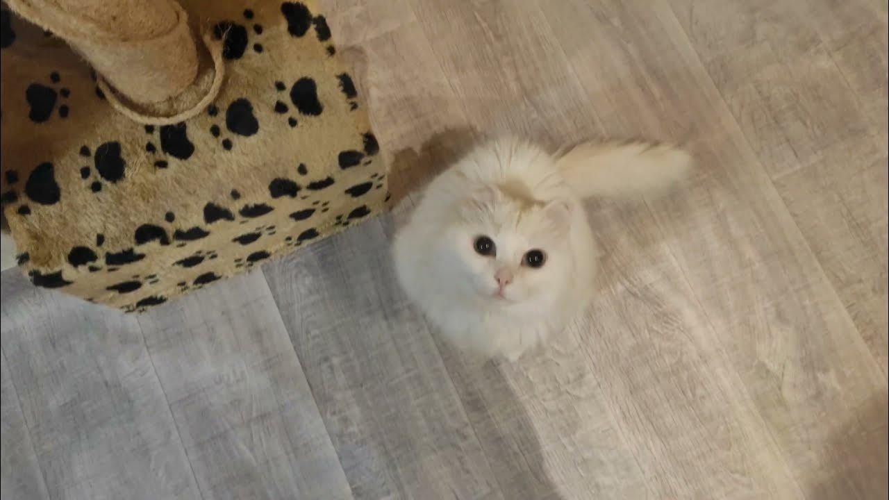 Пурина кэт чау для котят 1. Felix двойная вкуснятина. Ричи кэт. Barbara-anneblake1997. Кот риччи.