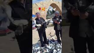 Bê Şîrove ❤️🌹🕊️🕊️#dengbeji #muzîkakurdî #stranênkurdî