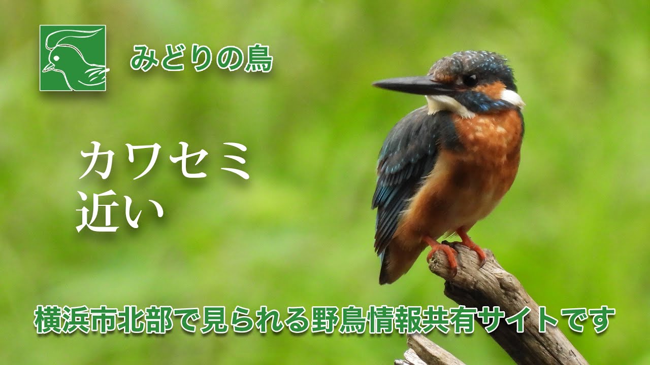 カワセミ@四季の森公園2022 | みどりの鳥 〜横浜市北部・緑区周辺の