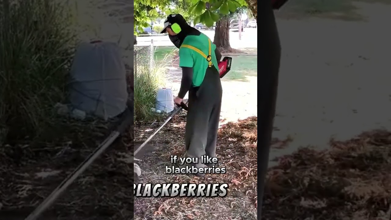 The Overgrown Jungle  Transformation