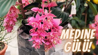 Medine Gülü Çiçeği Bakımı | Medinilla Magnifica Çiçeği
