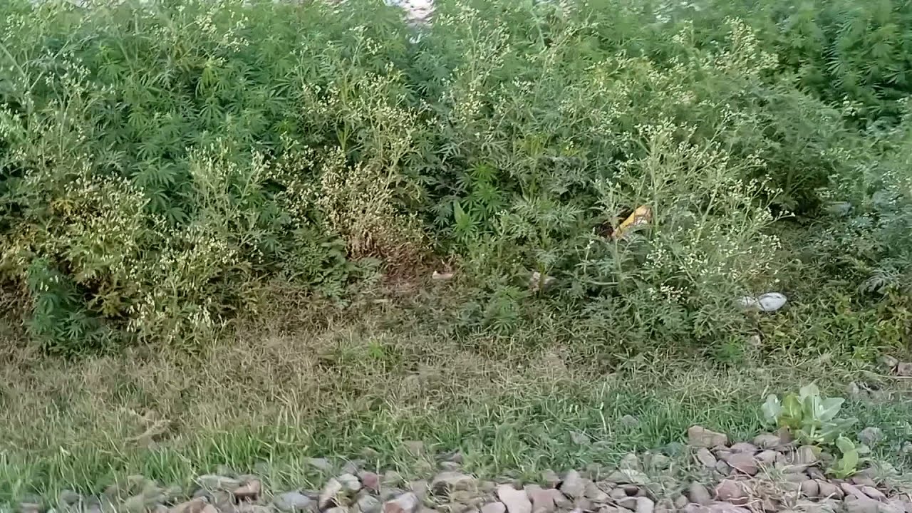 Marijuana Crop in Pakistan - All around the Pakistan Railway, Quality Marijuana