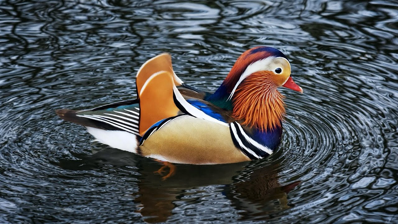 Duck Mood | Frozen Pond | 4K