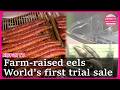 World’s first fully farm-raised eels to on trial sale in Japan