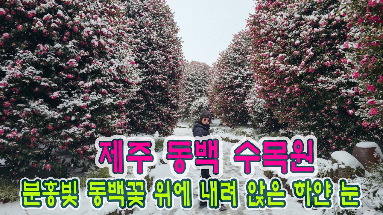 [제주 동백 수목원] 한 달 전에 예약한 한라산, 강풍과 폭설로 전면 통제, 플랜B를 세워 제주 동백 수목원에 방문 뜻밖에 눈 속에 파묻힌 동백꽃의 아름다움에 취해 봅니다.