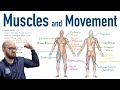 Mastering Muscle Movements and Joint Dynamics