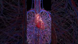 What is the Human Heart |  Function of Human Heart