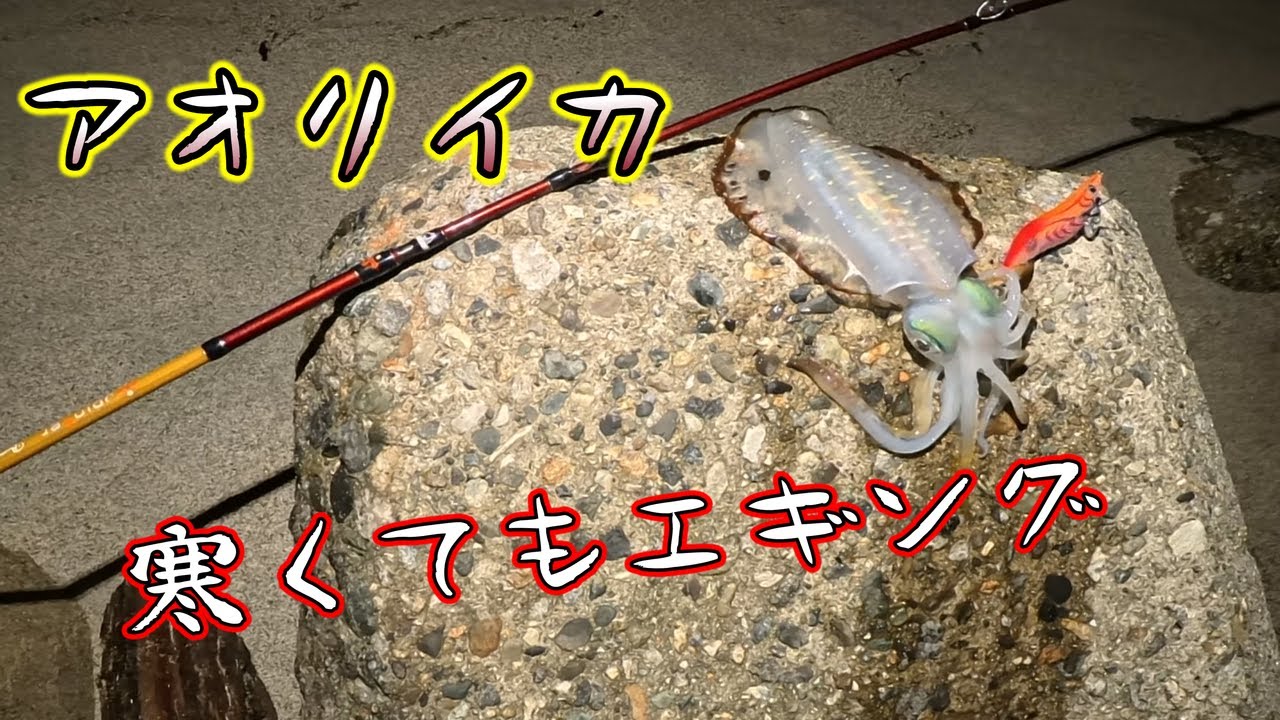 ベイトエギング】11月良型アオリイカを求めて【アオリイカ】 - YouTube