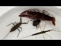 タガメを求めてガサガサ ゲンゴロウ 水カマキリ 真っ赤なザリガニ