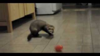 Ferret and Plastic Eggs