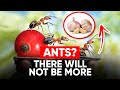 How To Get Rid of Ants In Your Garden (100% Proof It Works!)