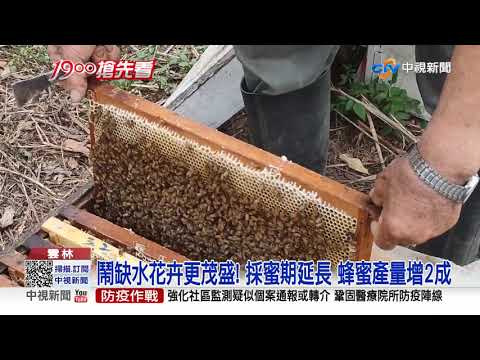 鬧缺水花卉更茂盛! 採蜜期延長 蜂蜜產量增2成│中視新聞 20210417