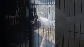 Download Lagu burung ciblek gunung albino gacorr ngebren #shorts #ciblekalbino #ciblekalbinolangka MP3