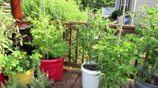 TRG 2012: Identifying & Treating Blossom End Rot in Large Container Tomatoes