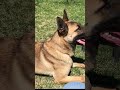 Yetişkin Köpek Aldım Sorun Yaşar Mıyım? #shorts #reels #fyp #keşfet #keşfetbeniöneçıkar