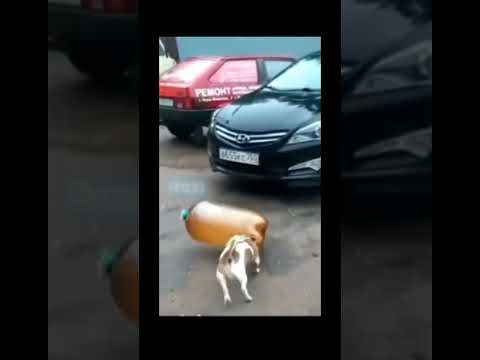 Пикабу, BUSHIDO HALLOWEENЯ постоянно с Трэвисом, как Дин#rivers#Halloween #rofl