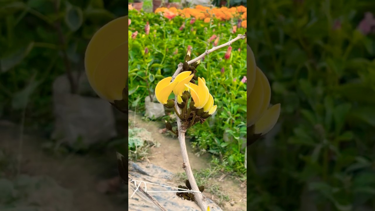 Yellow Palash Tree | Sacred Tree | Butea monosperma 