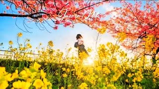 꽃잎 흩날리는 오후, 나른한 봄 재즈 | Soft Petals & Breezy Jazz
