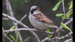 ABEL KORZENIOWSKI  Song for the Little Sparrow  a tribute to Édith Piaf