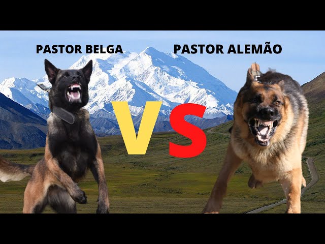 PASTOR ALEMÃO VS PASTOR BRANCO SUIÇO - Comparação de raças 