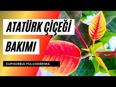 Video: Kırmızı Atatürk çiçeği: (39 Fotoğraf) Satın Aldıktan Sonra Evde Atatürk çiçeği Bakımı Nasıl Yapılır? Zehirli Mi Değil Mi? Yapraklar Neden Kırmızıya Dönmüyor Ve Ne Yapmalı?