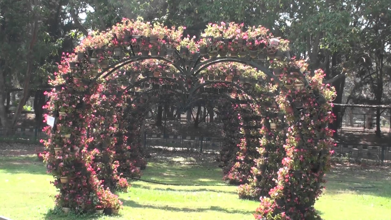 Tall Begonia garden at Lalbagh insects picture