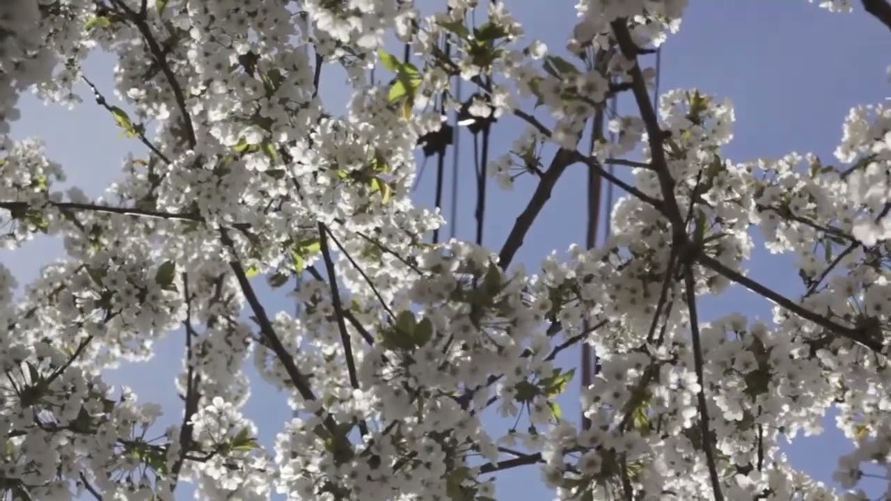 [ Corner Music ][ 30min ] 🎵心冬光雨  Heart Winter Rain🎵輕音樂🎵BGM🎵Studying Music🎵Relaxing Music🎵 (X97)