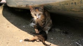 船の下の野良猫親子、母猫は懐いてきた