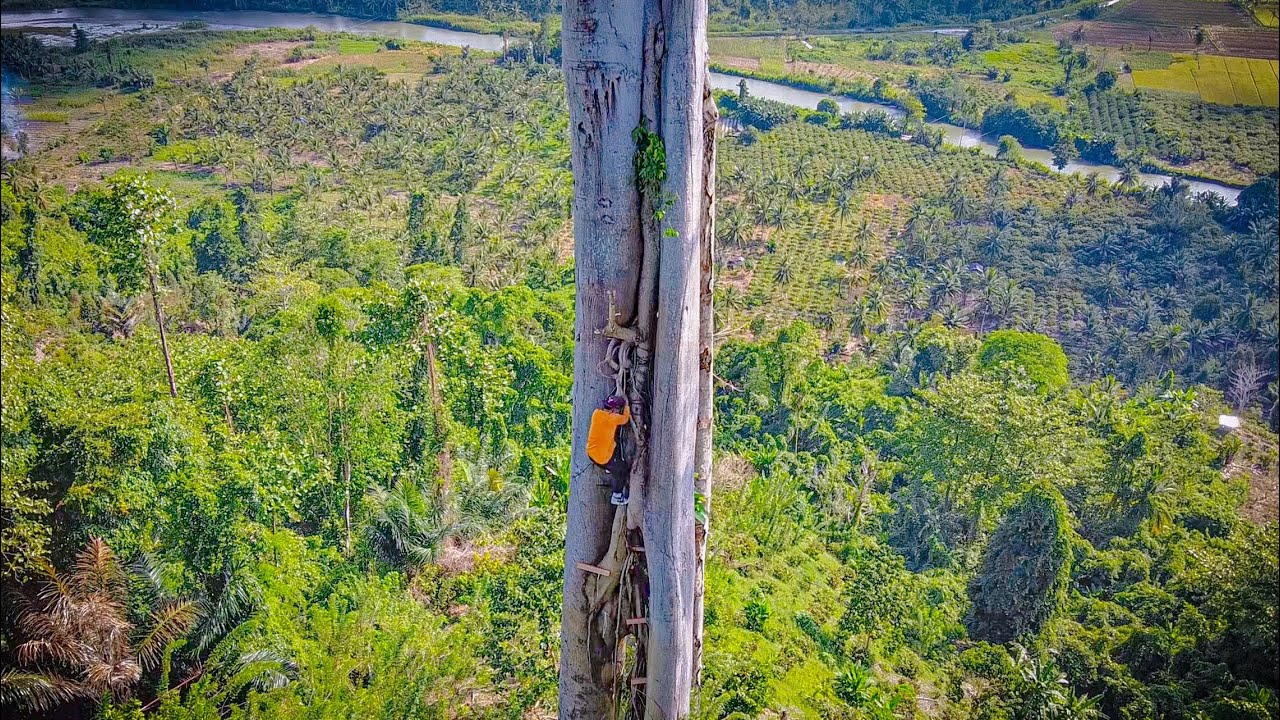 5 Hari berburu nekat naik pohon beringin 80 meter ratusan tahun digunung & bakar ikan!!!  #KOOKIKO 