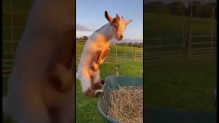 This Baby Goat Turned a Wheelbarrow Into a Playground 🐐😂