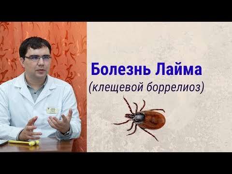 Болезнь Лайма (клещевой боррелиоз): симптомы. диагностика, лечение