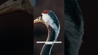 #11 Red crowned cranes are Symbol of Luck and Longevity #animal #discovery #discoverychannel
