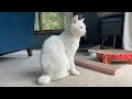 【ねこ物件】庭の桜 白猫【雑記】There's a ghost in my house.