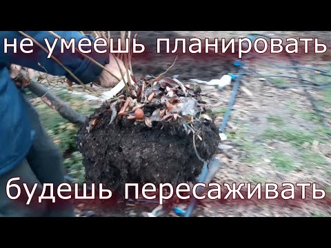 Черника - Юра