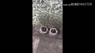 Mengisi waktu kosong—cuma pemula bosku🌴🙏
