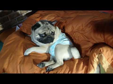 i am Pug! - YouTube