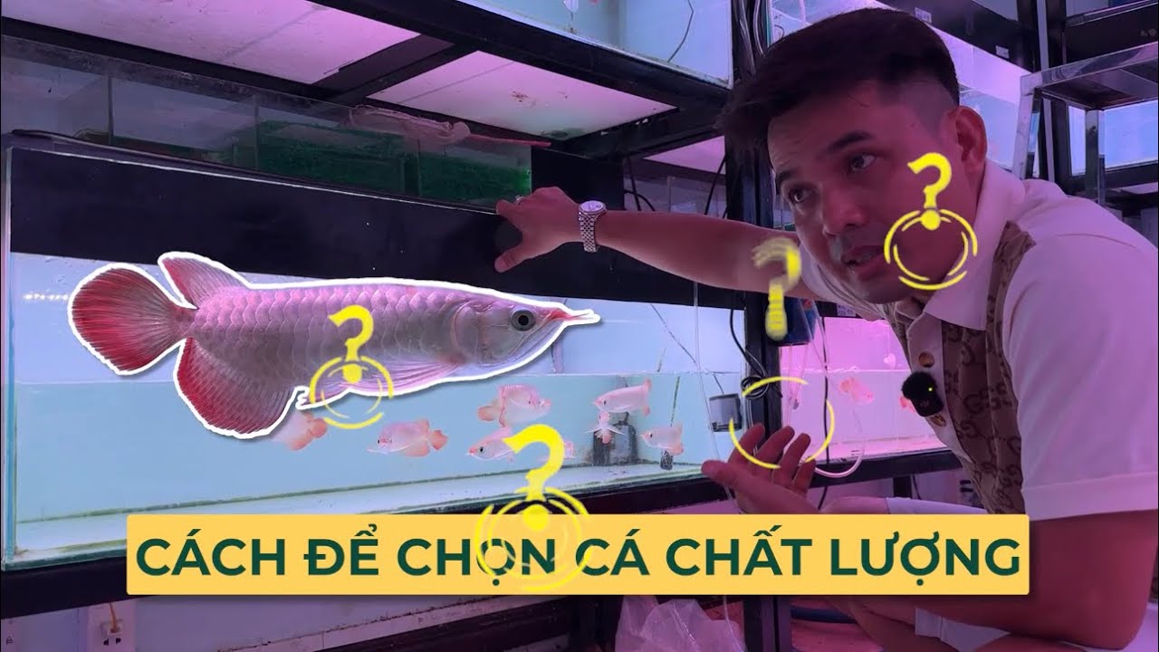 Giữa 1 hồ rất nhiều cá đang bơi, làm sao có thể chọn chính xác bé cá mà mình thích và chất lượng ?