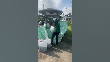 Cá lóc bông giống #cá_giống #trại_cá_giống_út_me 0909770509