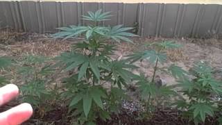Medical Cannabis MediGrow - Outdoor 2013 Ep. 2