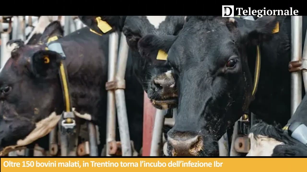 Tg de Il Dolomiti | 28.02.2026