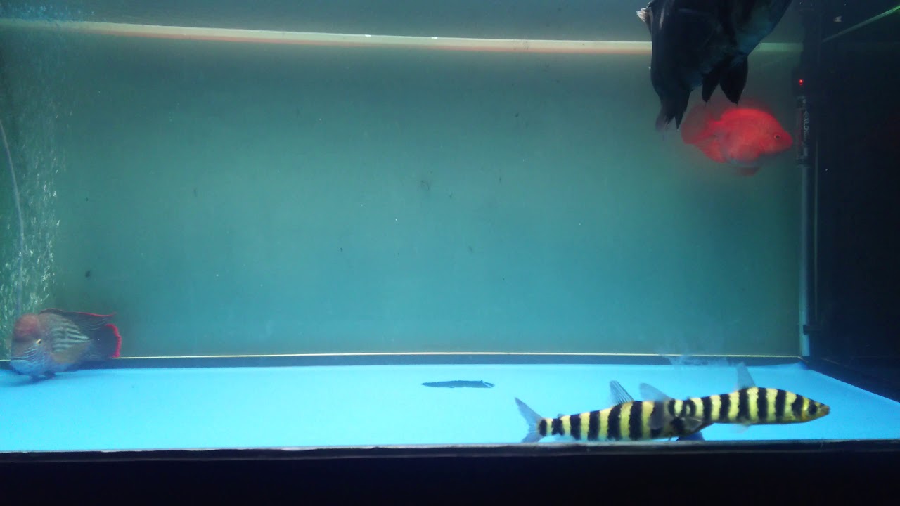 camera iphone 8 plus apk Gia đình đón thêm thành viên mới